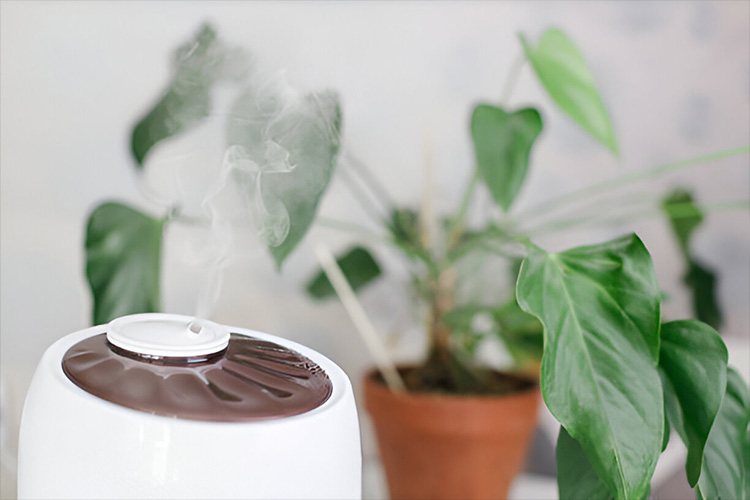 گیاهان آپارتمانی